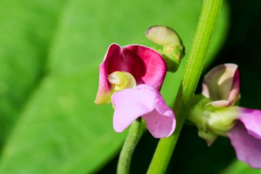 Victoria Sativa pembe çiçek fotoğrafı.