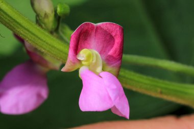 Victoria Sativa pembe çiçek fotoğrafı.