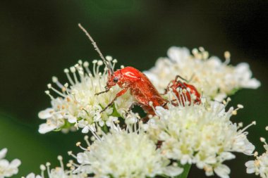 Yaygın kırmızı asker böcek böceği makro fotoğraf