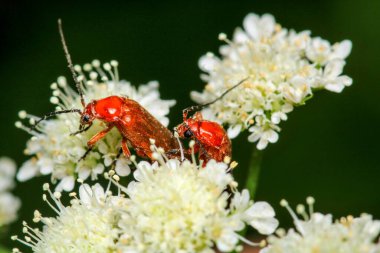 Yaygın kırmızı asker böcek böceği makro fotoğraf