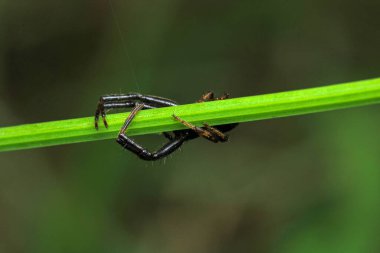 Xysticus kochi örümcek makro fotoğrafı