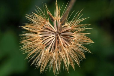 Karahindiba tohumları rüzgarda savruluyor.