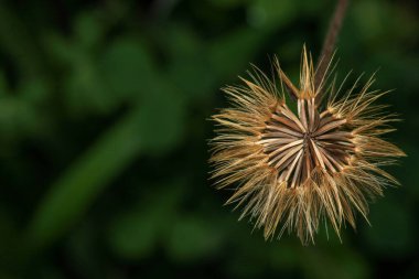 Karahindiba tohumları rüzgarda savruluyor.