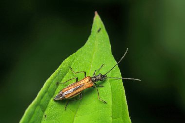 Yaygın kırmızı asker böcek böceği makro fotoğraf