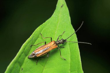 Yaygın kırmızı asker böcek böceği makro fotoğraf