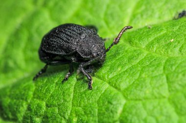 galeruca tanaceti böcek makro fotoğraf