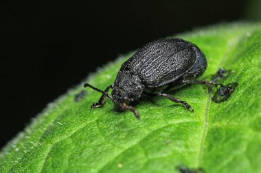 galeruca tanaceti böcek makro fotoğraf