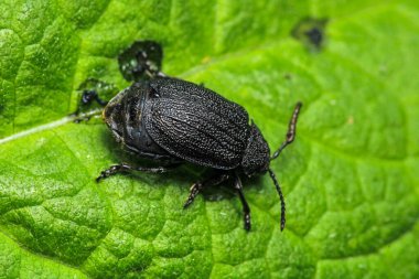 galeruca tanaceti böcek makro fotoğraf