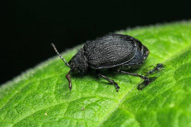 galeruca tanaceti böcek makro fotoğraf