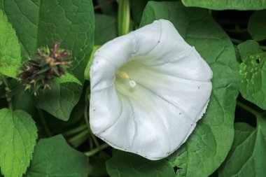 Doğal beyaz gece zafer çiçeği fotoğrafı.