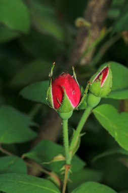 kırmızı gül çiçeği makro fotoğraf