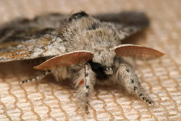 Yaygın gri güve böceği makro fotoğrafı