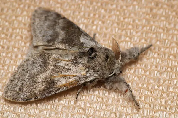 Yaygın gri güve böceği makro fotoğrafı