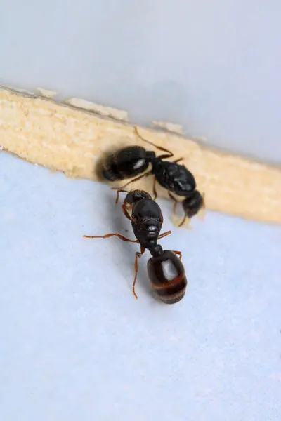 Ormanda yürüyen küçük kız ve kadın