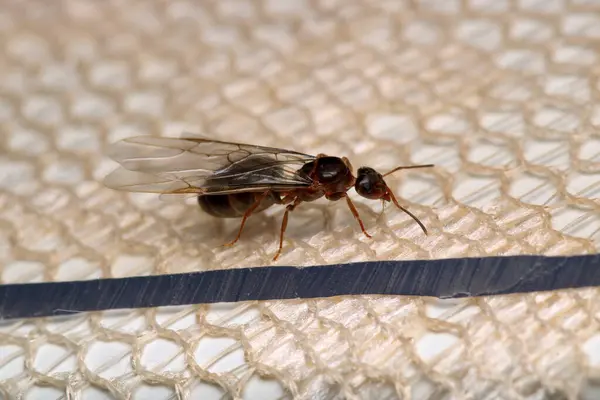 Ormanda yürüyen küçük kız ve kadın