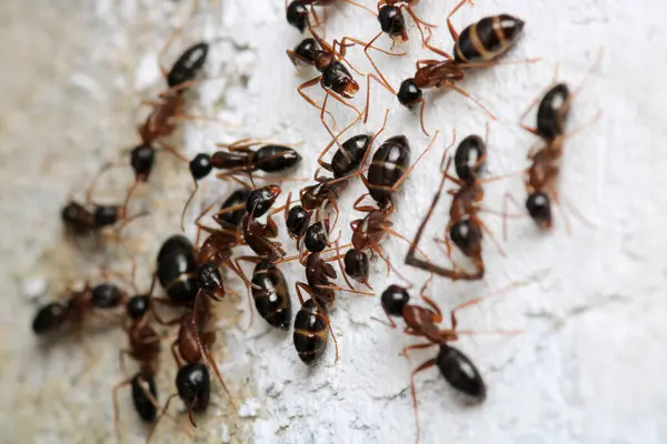 Ormanda yürüyen küçük kız ve kadın