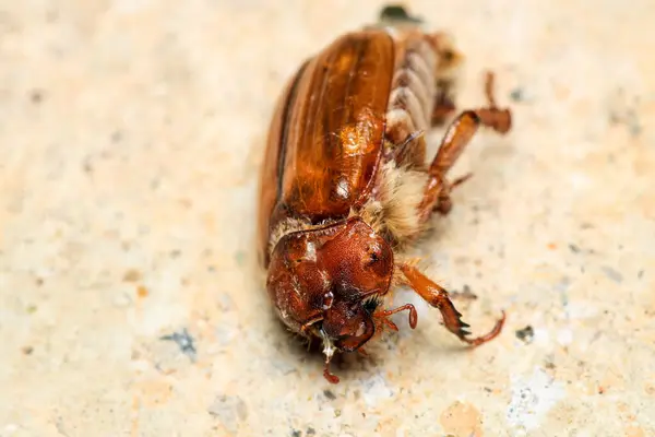 Kavuntha hipokastani böcek makro fotoğrafı.