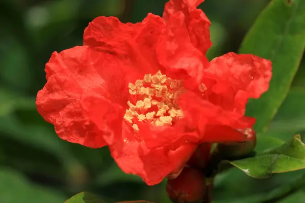 kırmızı nar ağacı çiçekli makro fotoğraf