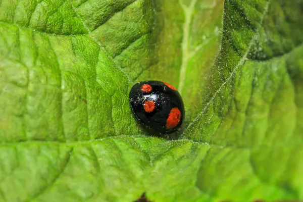Güzel kırmızı uğurböceği yaprağı fotoğrafı