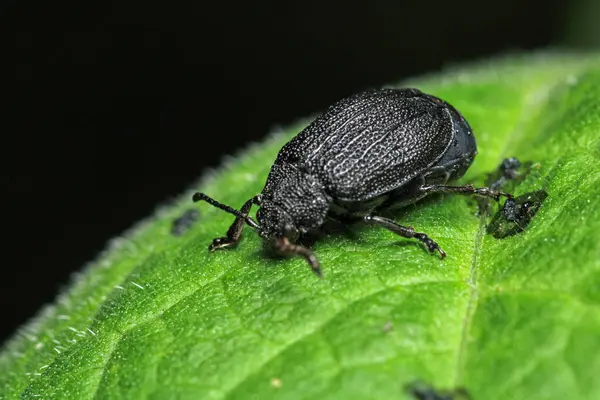 galeruca tanaceti böcek makro fotoğraf