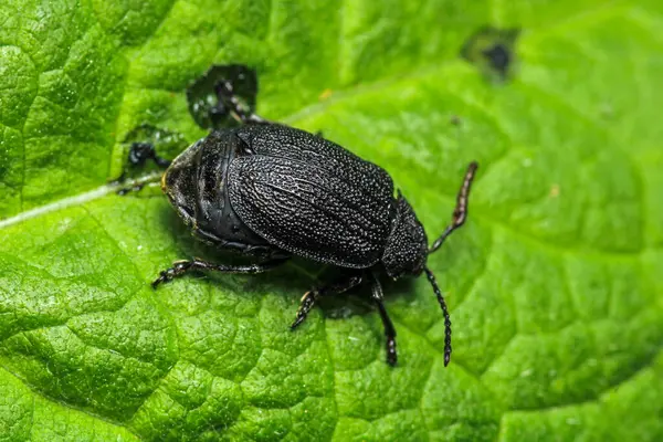 galeruca tanaceti böcek makro fotoğraf
