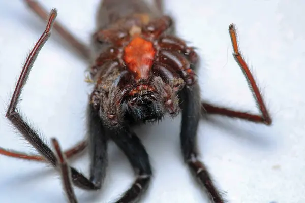 segestriidae siyah örümcek makro fotoğrafı