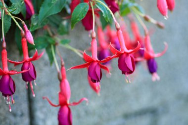 Pembe fuşya magellanica çiçek makrosu