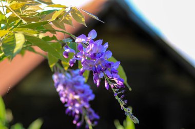 Canavalia pembe çiçek makrosu