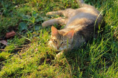 Küçük mavi gözlü kedi yavrusu fotoğrafı.