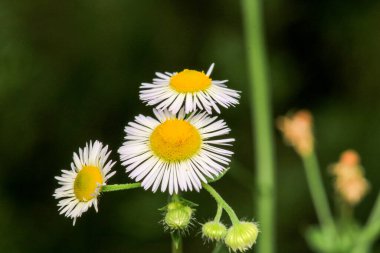 Doğal Bellis Perennis Makro Fotoğraf