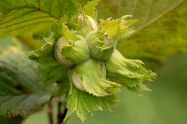 Ağaç makrosu üzerinde fındık.