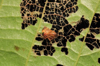 Doğal Linythe Triangularis Örümcek Makro Fotoğrafı