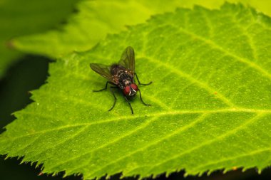 Doğal Eupeodes çiçeği sineği fotoğrafı