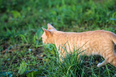 Küçük mavi gözlü kedi yavrusu fotoğrafı.