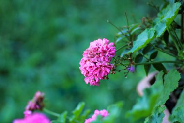 Doğal yeşil bitkiler çevre fotoğrafı