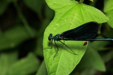 Zigoptera yeşil yusufçuk makro fotoğraf