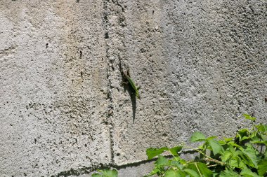 yeşil podarcis muralis kertenkele fotoğrafı