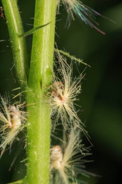 Doğal Tutku Zıpzıp Böcek Makro Fotoğrafı