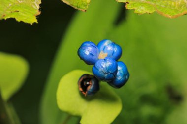 mavi poligonum perfoliatum bitki makro fotoğraf