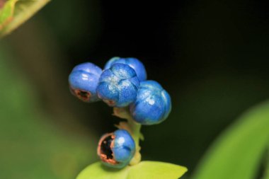 mavi poligonum perfoliatum bitki makro fotoğraf