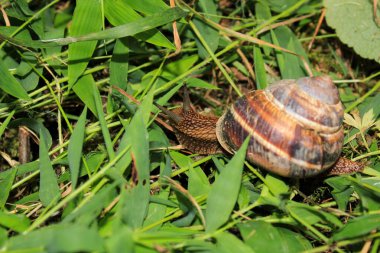 Cornu aspersum salyangoz hayvan makro fotoğrafı