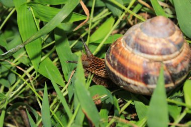 Cornu aspersum salyangoz hayvan makro fotoğrafı