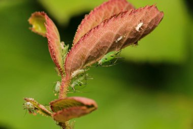 Zararlı yaprak biti böcek makro fotoğrafı