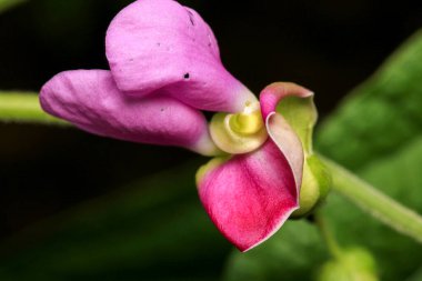 Victoria Sativa pembe çiçek fotoğrafı.