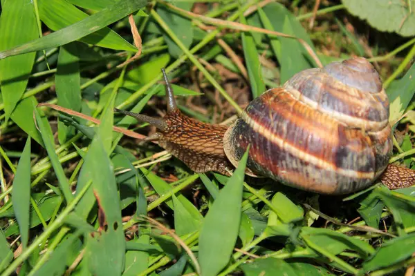 Cornu aspersum salyangoz hayvan makro fotoğrafı