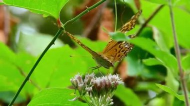Doğal kral kelebeği videosu