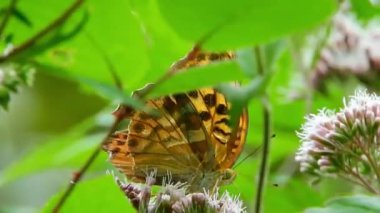Doğal kral kelebeği videosu