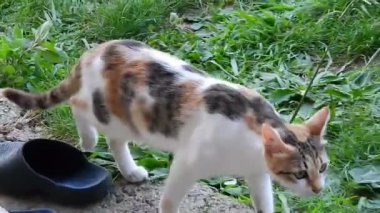 Doğal gri beyaz kedi videosu