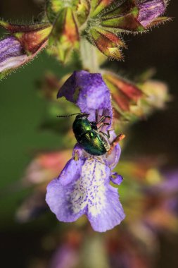 yeşil kriptocephalus böcek makro fotoğraf