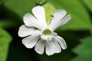 Gece çiçekli kedi sineği çiçekli makro fotoğraf